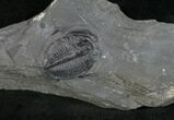 Elrathia Trilobite In Matrix - Utah #6726-1